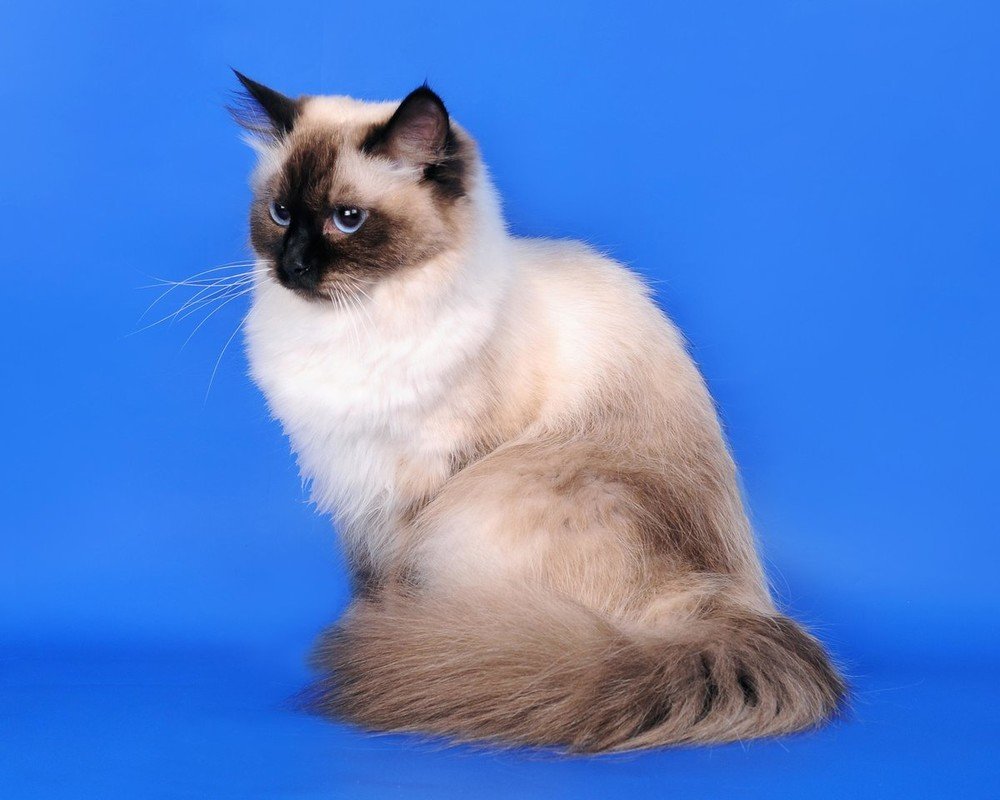 Невса я маскарадная кошка