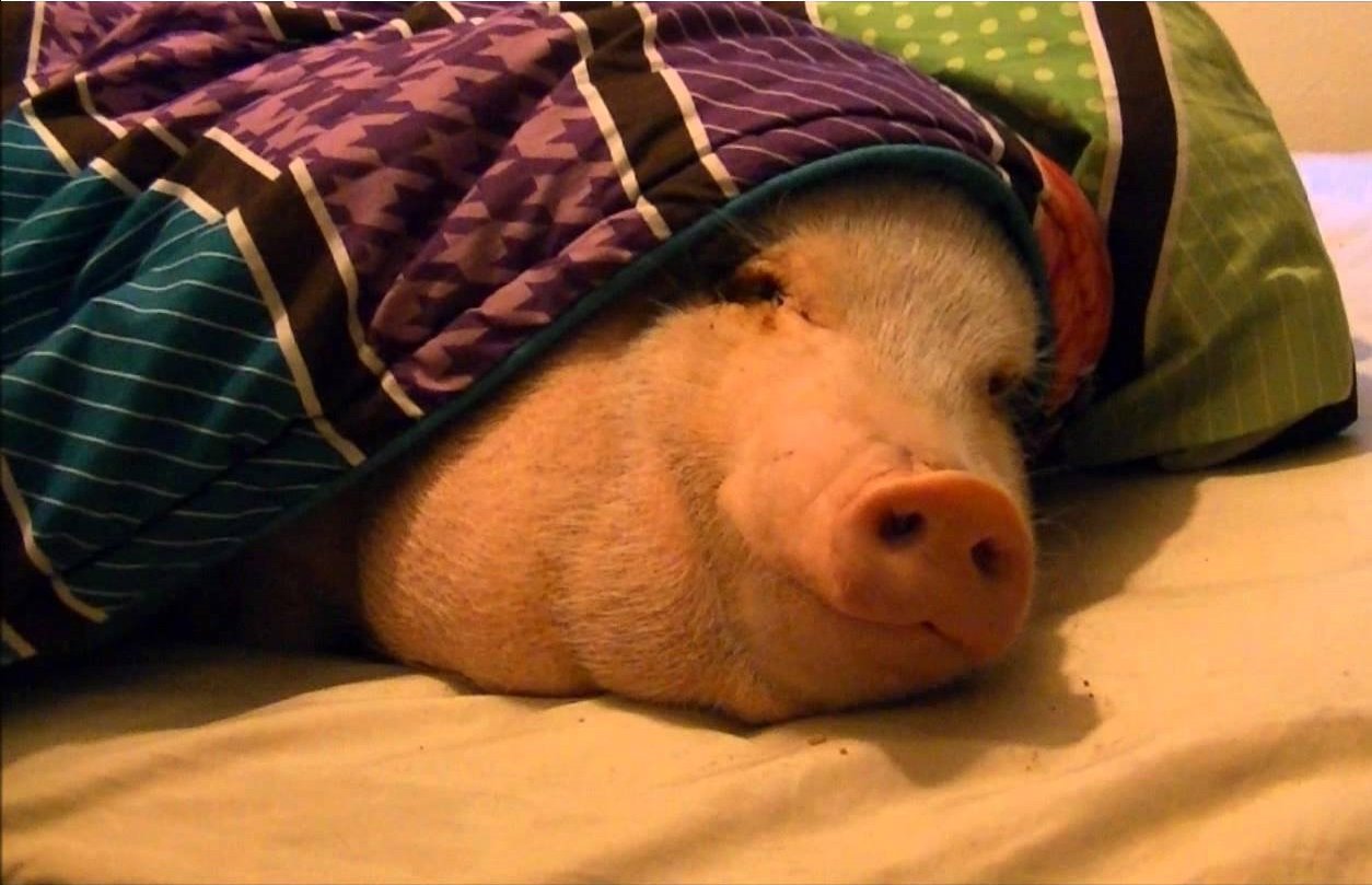 Свинья кайфует. Поросенок под одеялом. Свинка под одеялом.