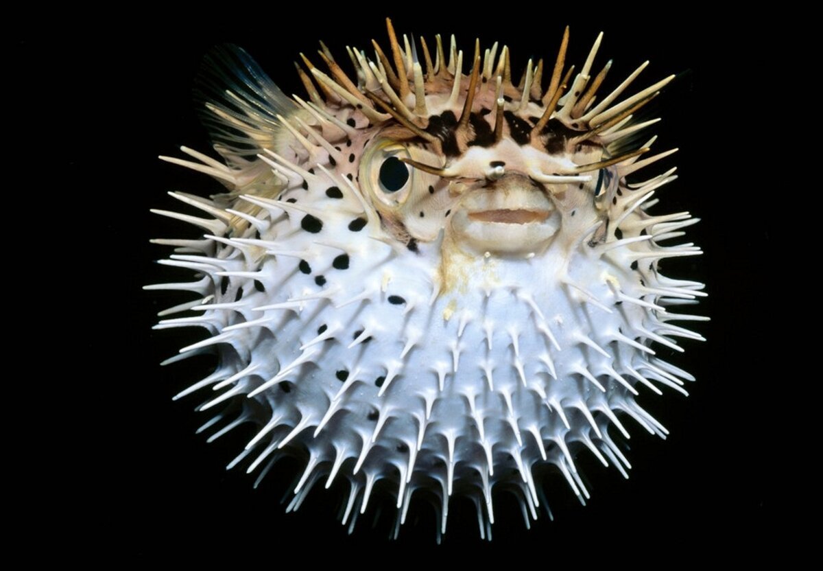 Морской еж мультяшный