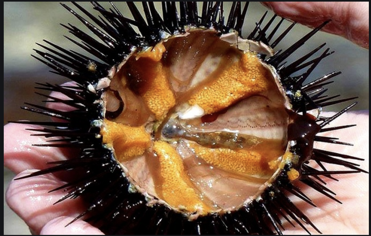 В поисках Немо рыба еж