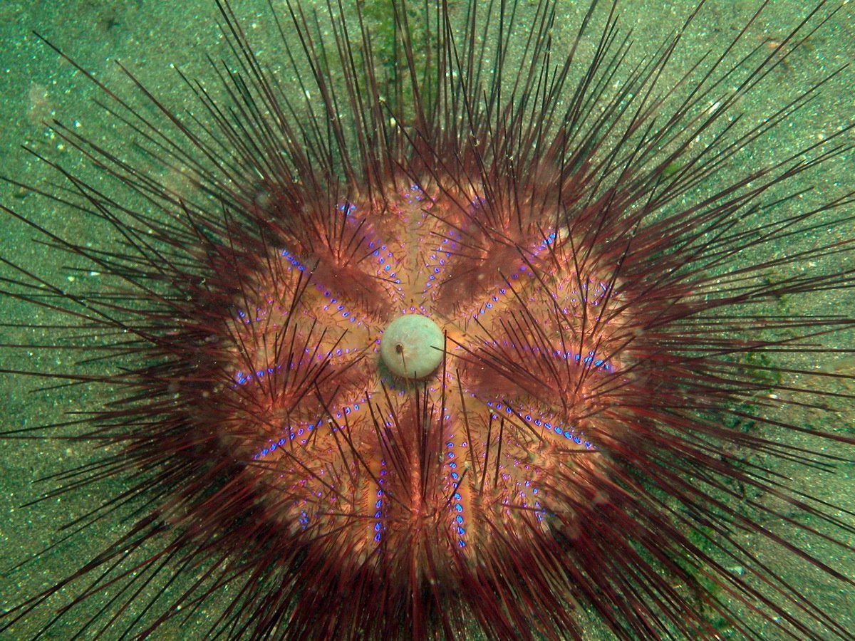 Морские Ежи (Echinoidea)