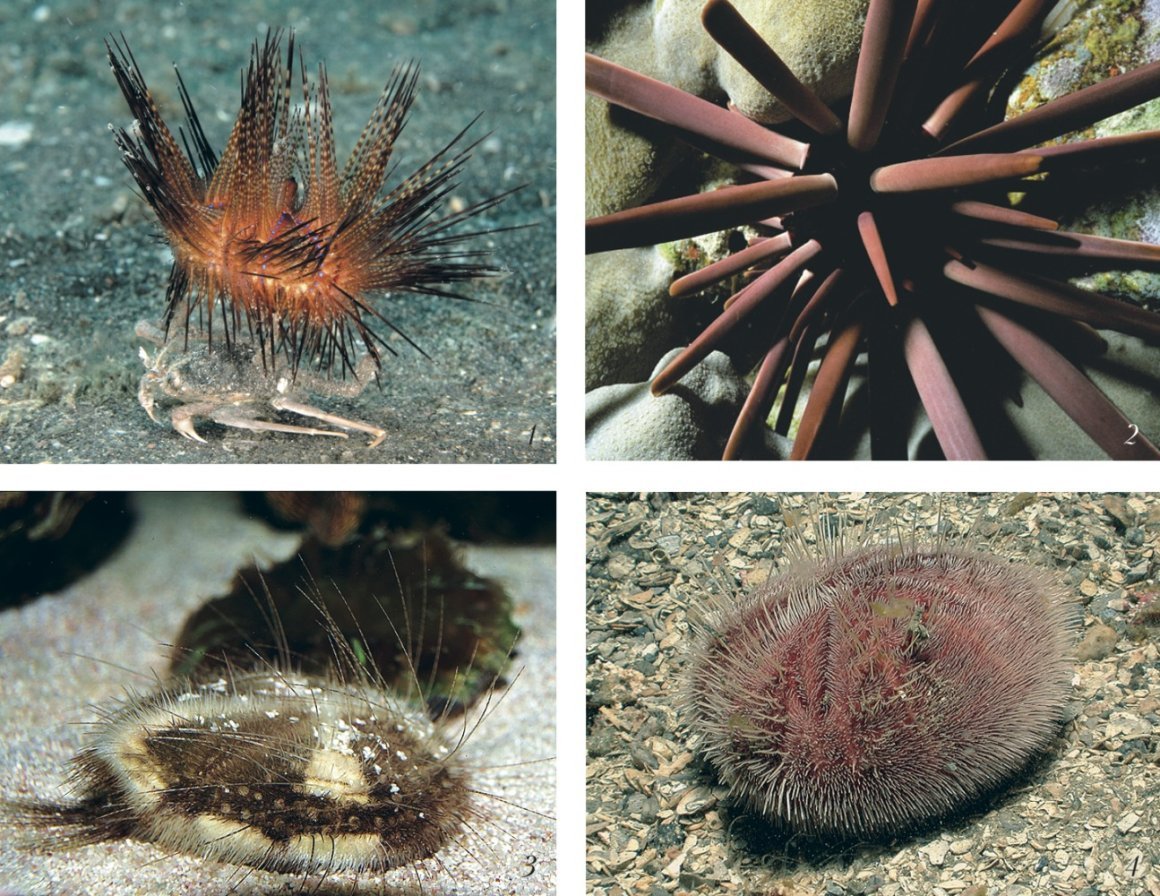 Морской еж