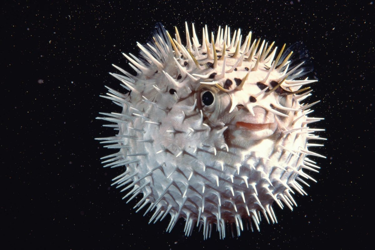 Скелет иглобрюха