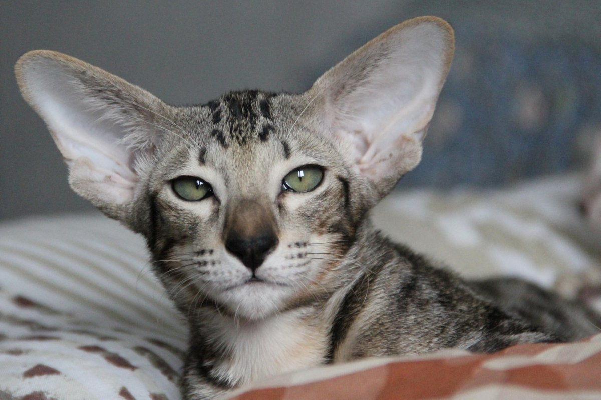 Ориентальная ОАО