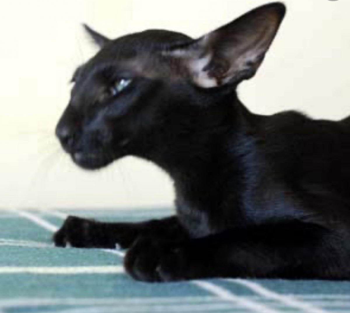 Сиамская Ориентальная кошка эбони