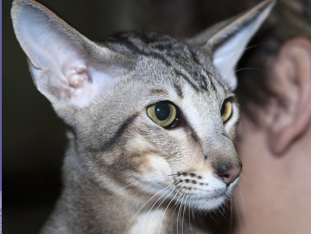 Вислоухие ориенталы