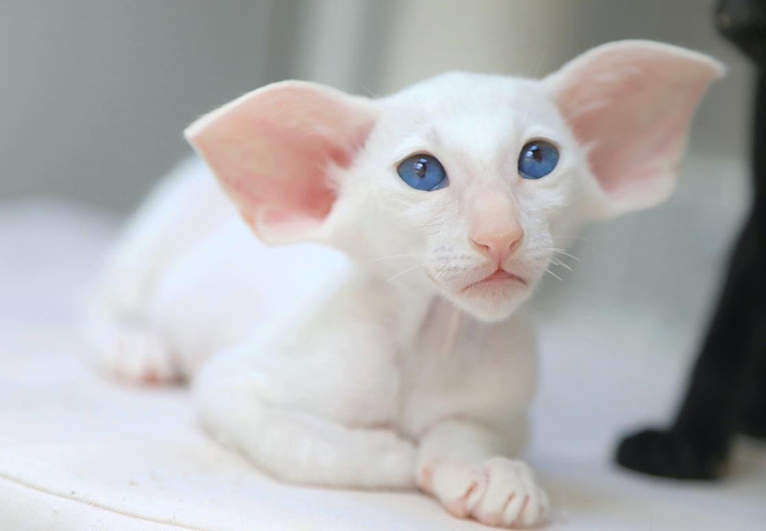 Ориентальная кошка (Ориентал)