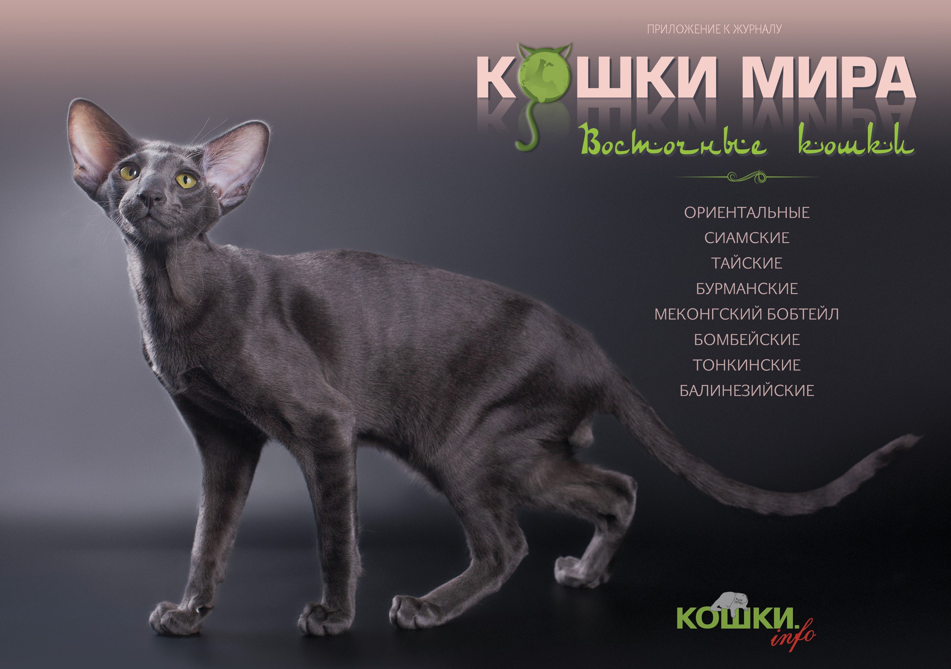 Ориентальная кошка окрасы с фото и названиями