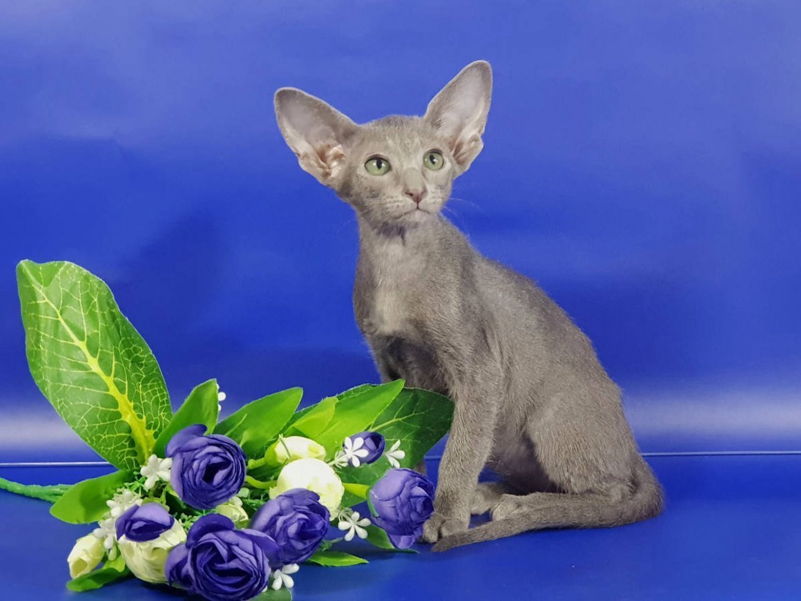 Красная Сиамская кошка