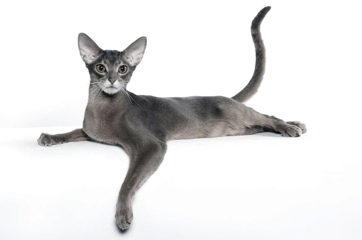Порода кошек абессины серая короткошерстная