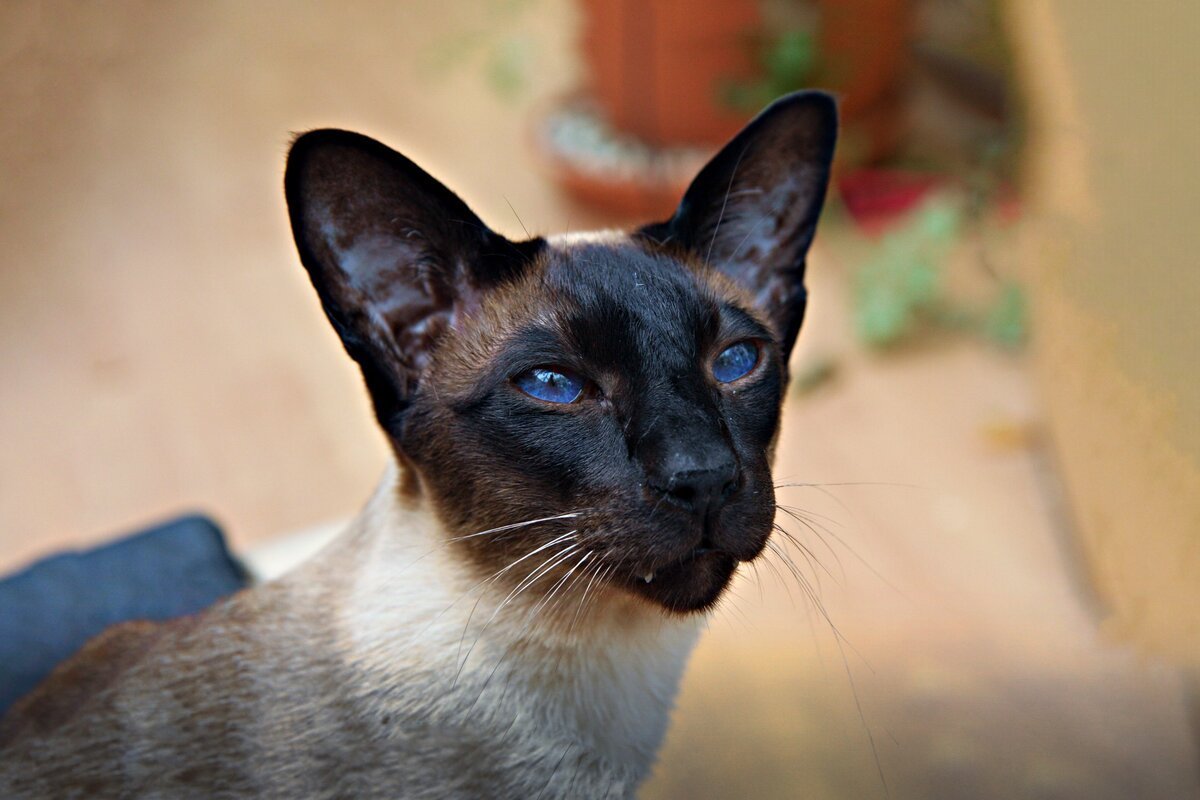 Сиамский кот Ориентал