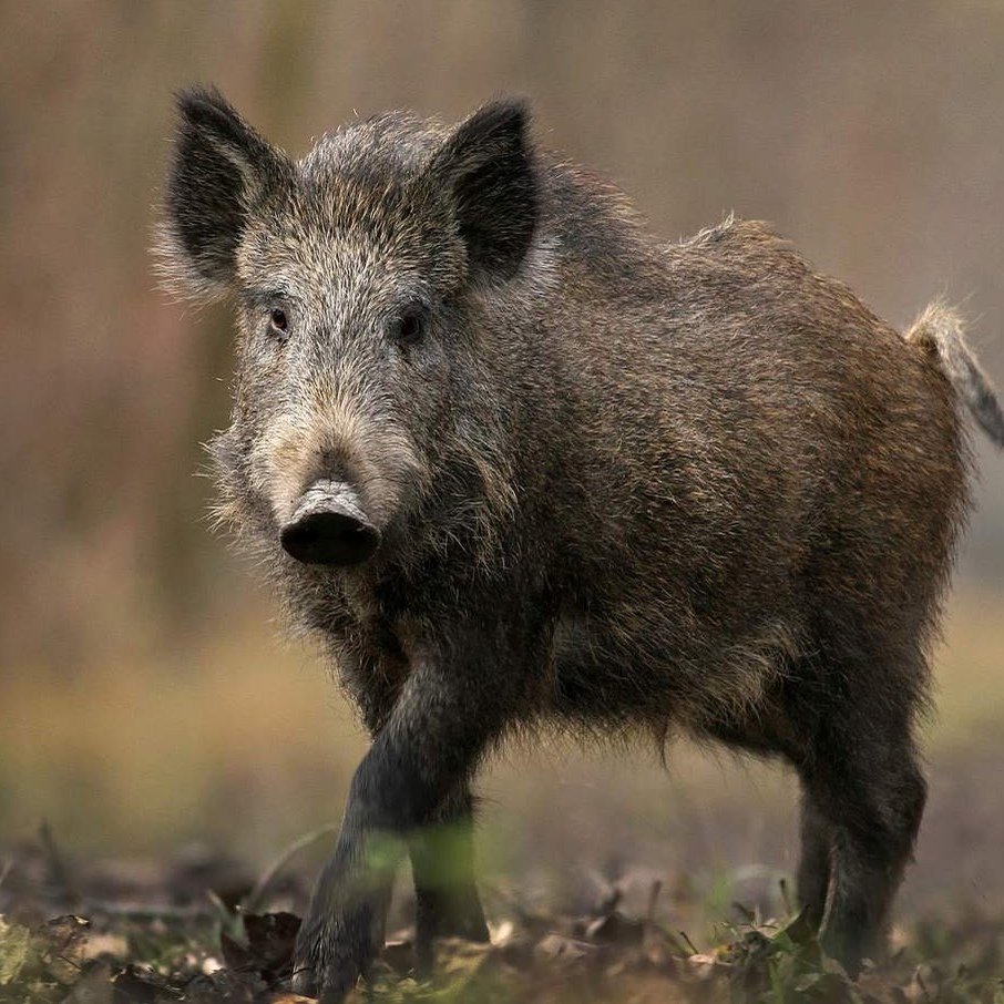 Художник анималист Dominique Pinon
