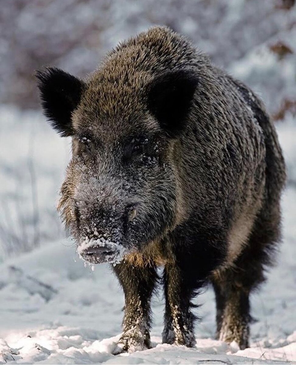 Наброски кабана цветом
