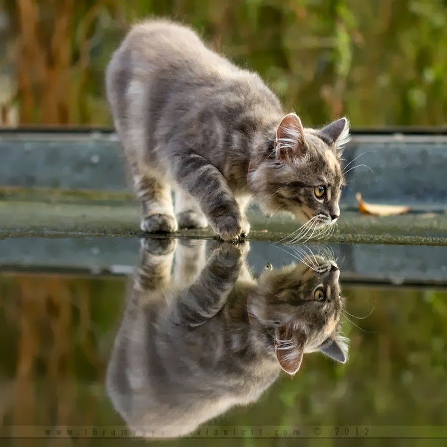Отражение кошки в луже