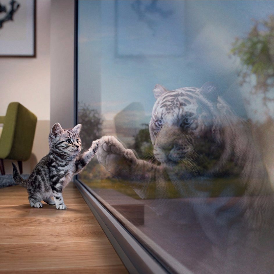 Котенок в отражении тигр