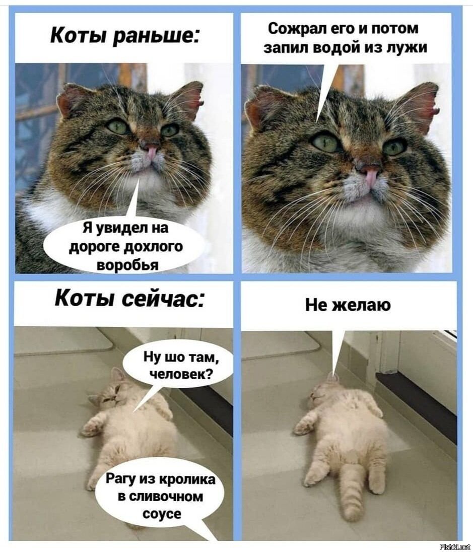 Кошки раньше и сейчас