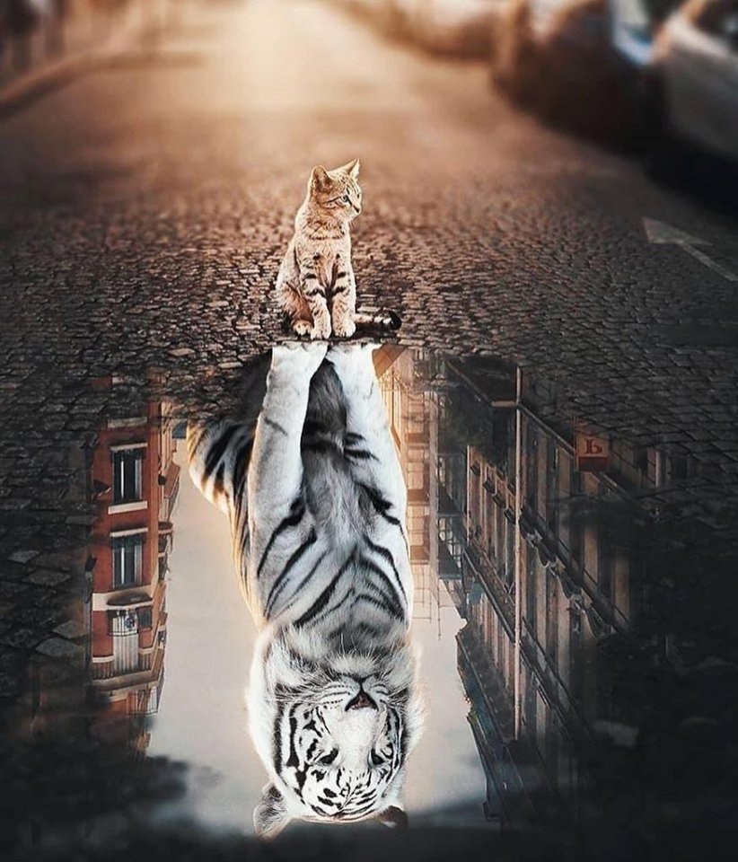 Котёнок в луже сидит