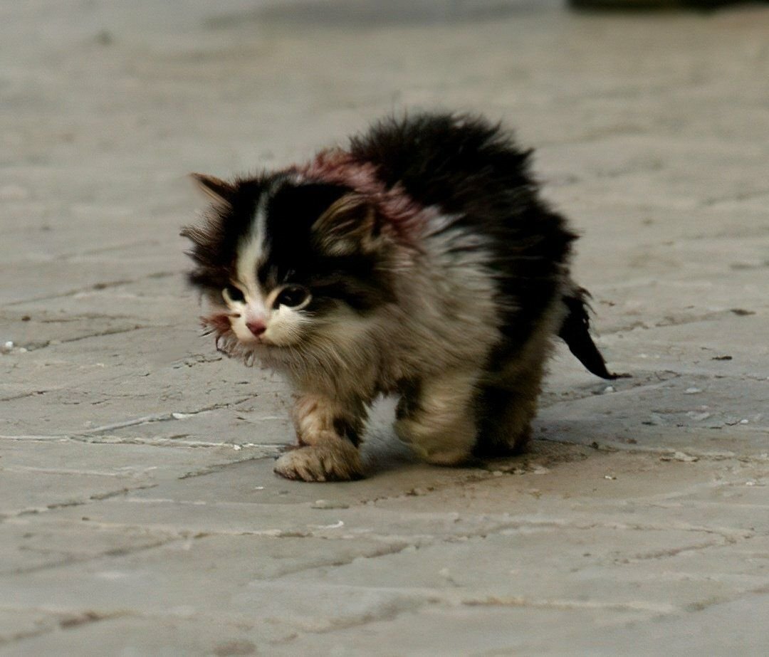 Я обязательно выживу котенок