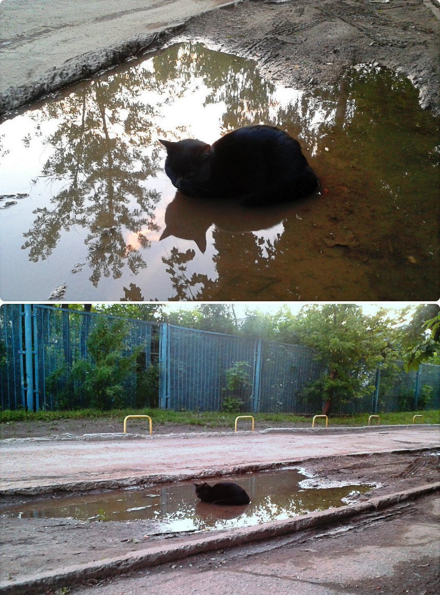 Кот в луже