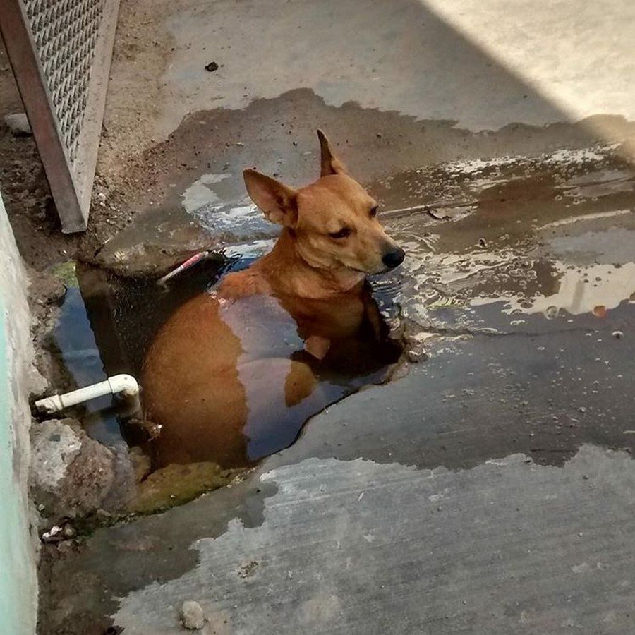 Смешные картинки про жару