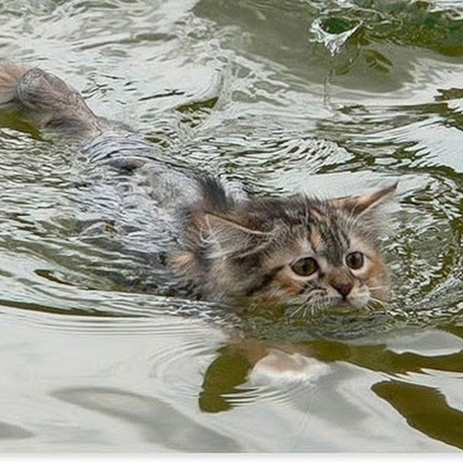 Котенок плавает