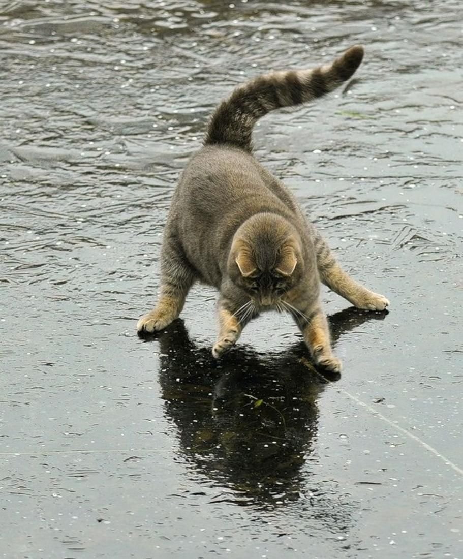 Кот под дождем