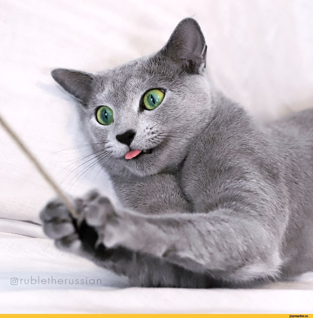 Сомали тиккированный табби