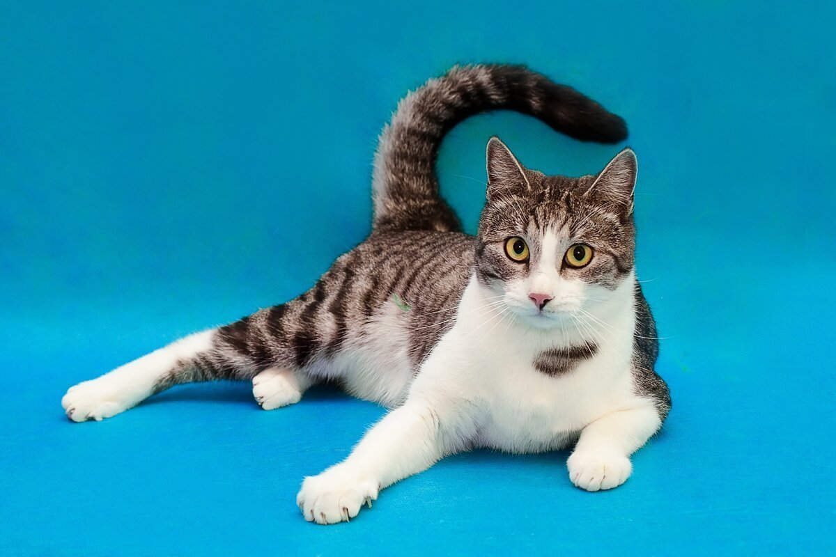 Много кошек