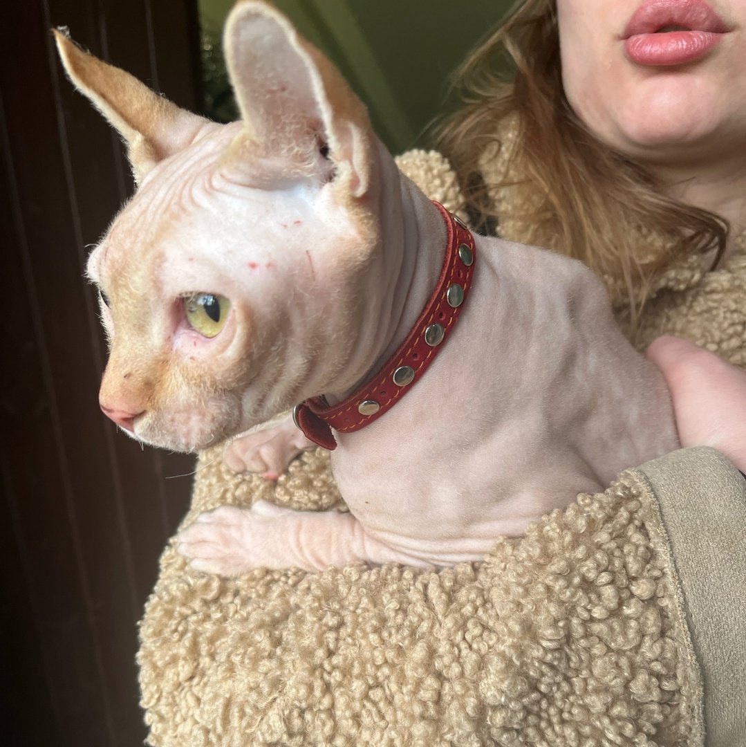 Русская голубая короткошерстная кошка