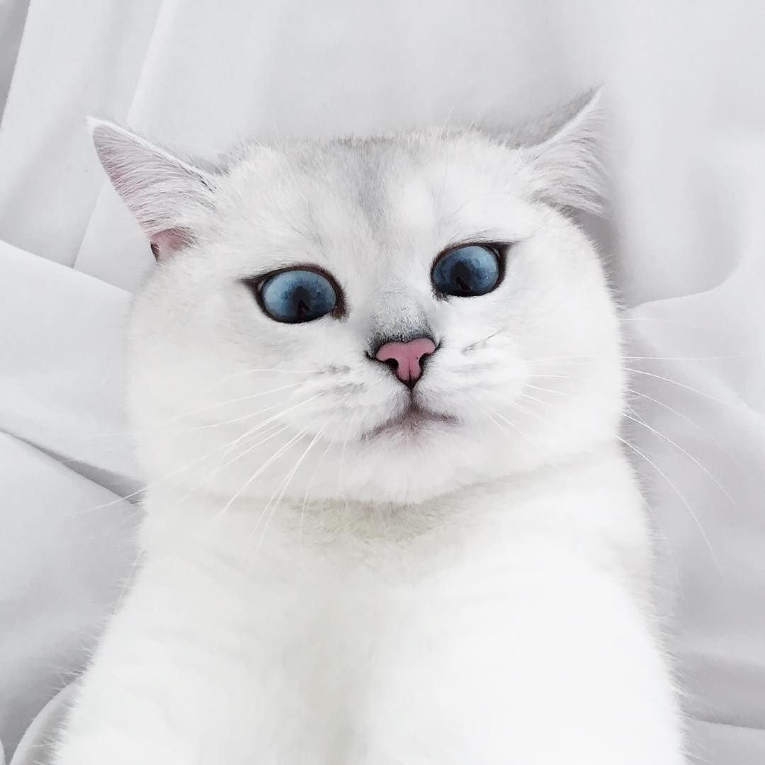 Что должна делать кошка