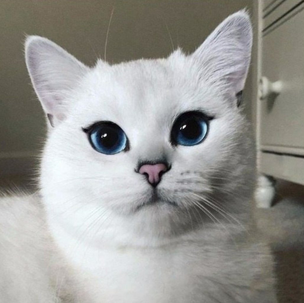 Много котят