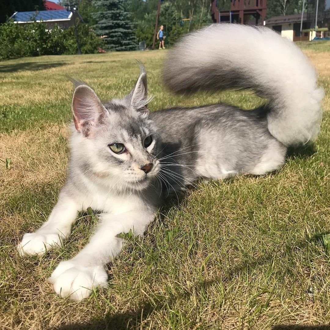 Кошка породы сервал