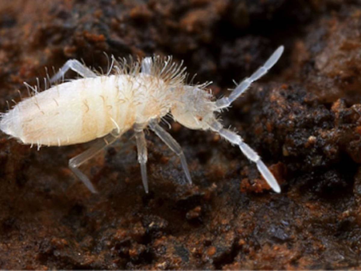 Ногохвостка подура