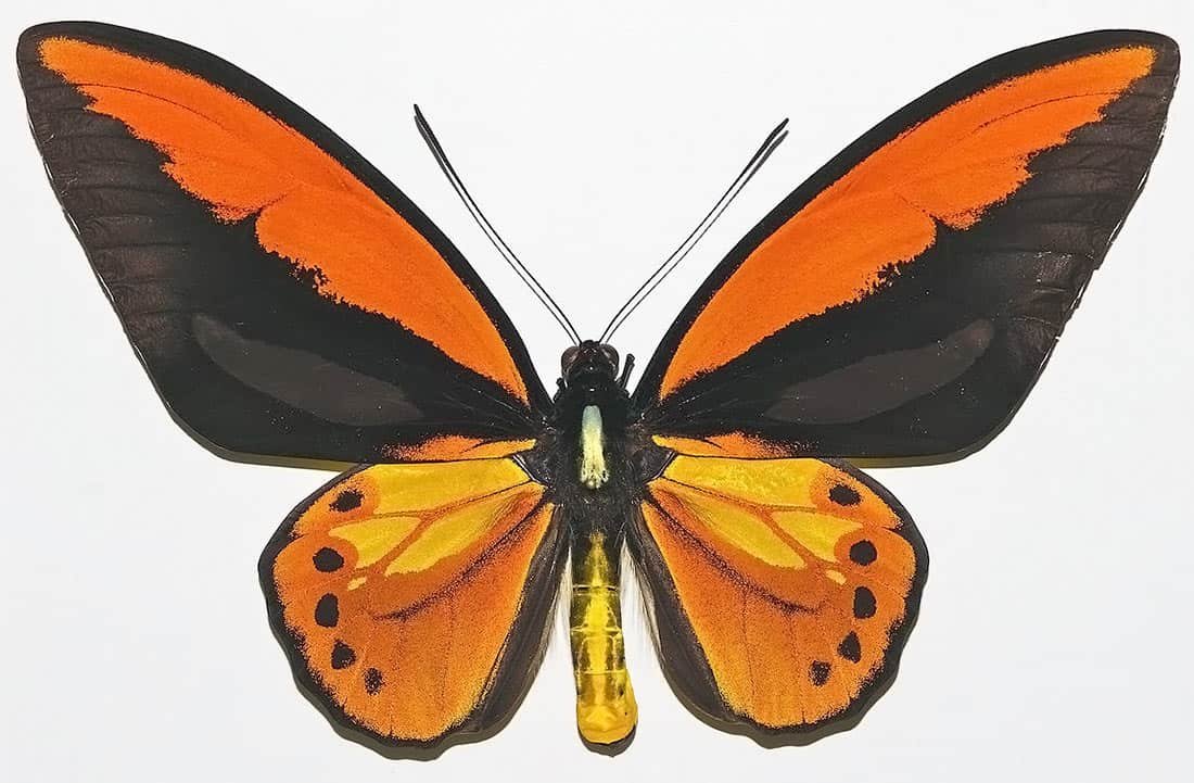 Ornithoptera Croesus