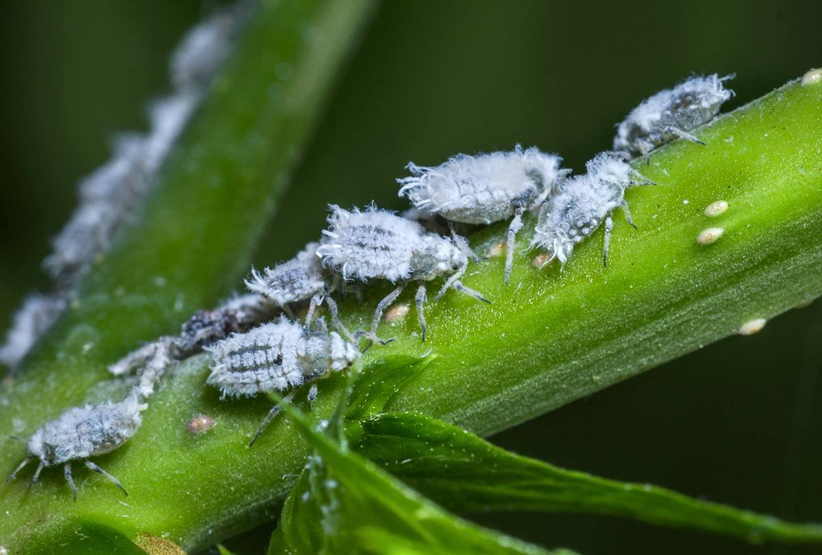 Кленовый мучнистый червец