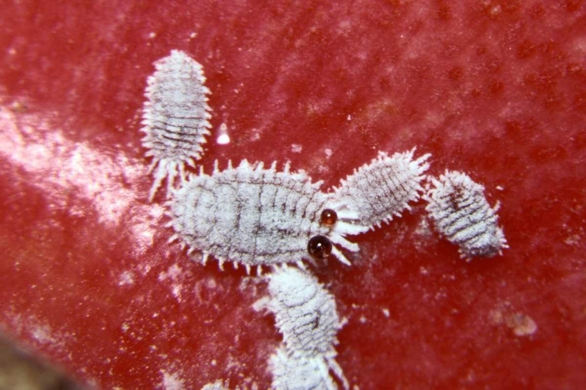 Мучнистый червец личинки