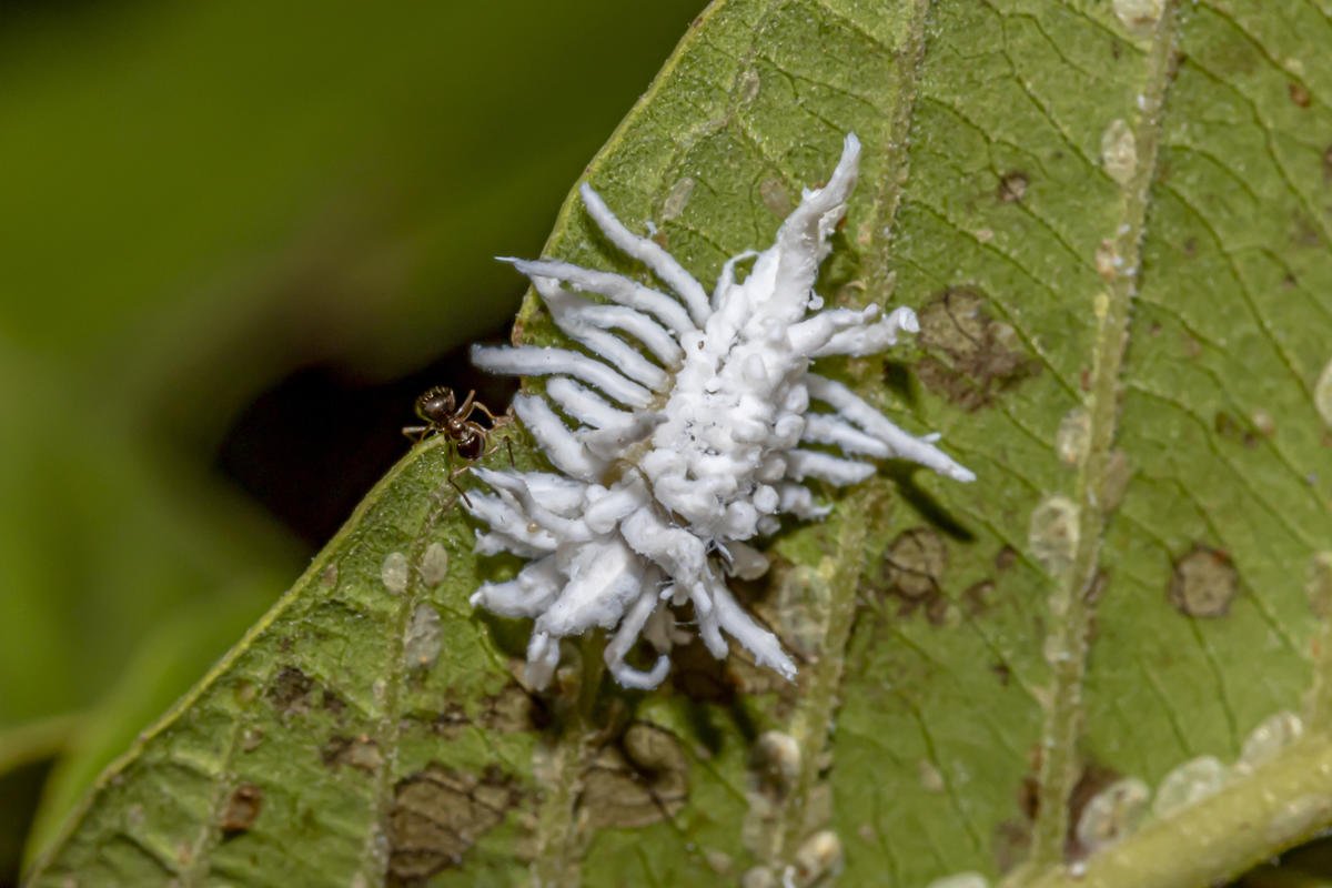 Мучнистые червецы (войлочные)