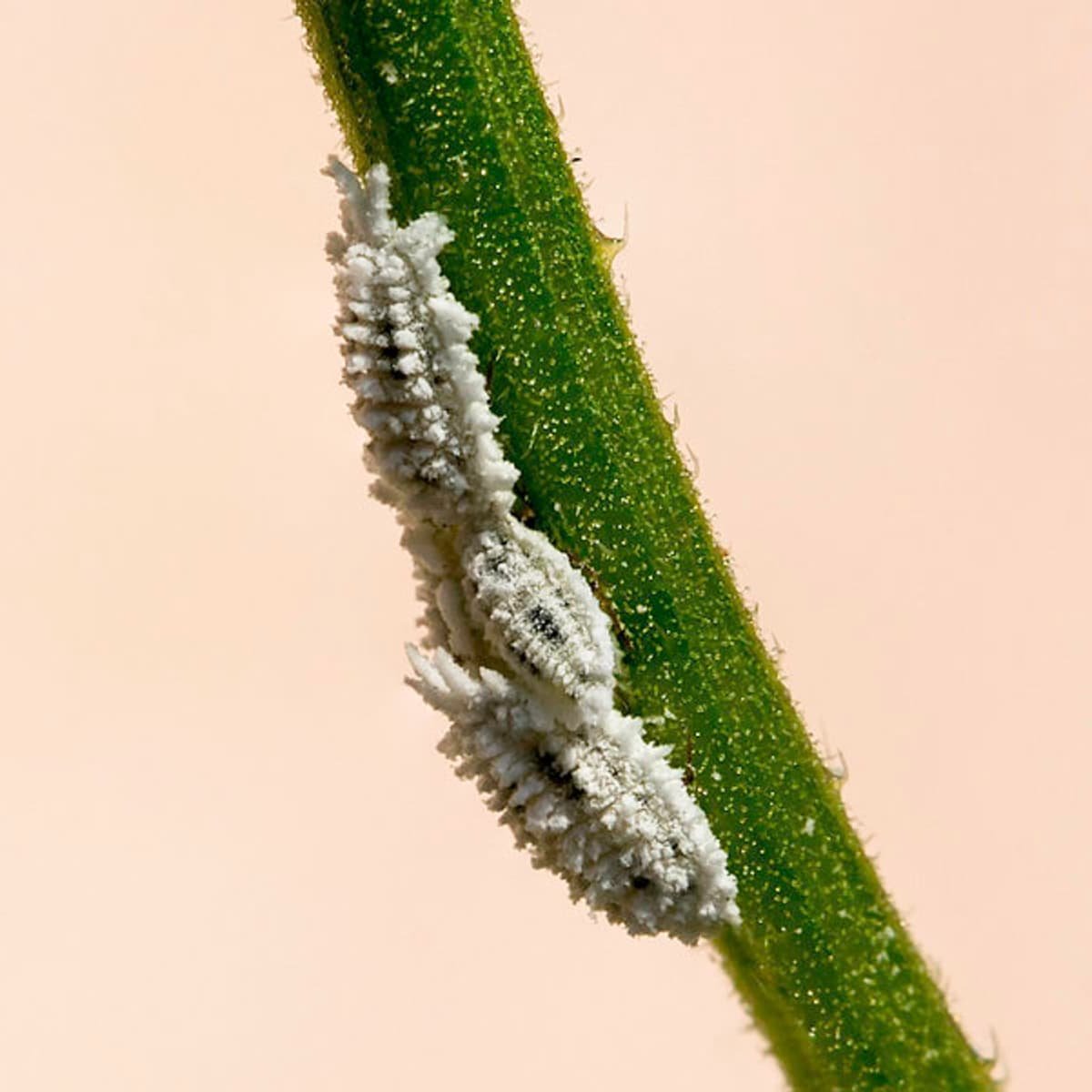 Mealybug Cacti