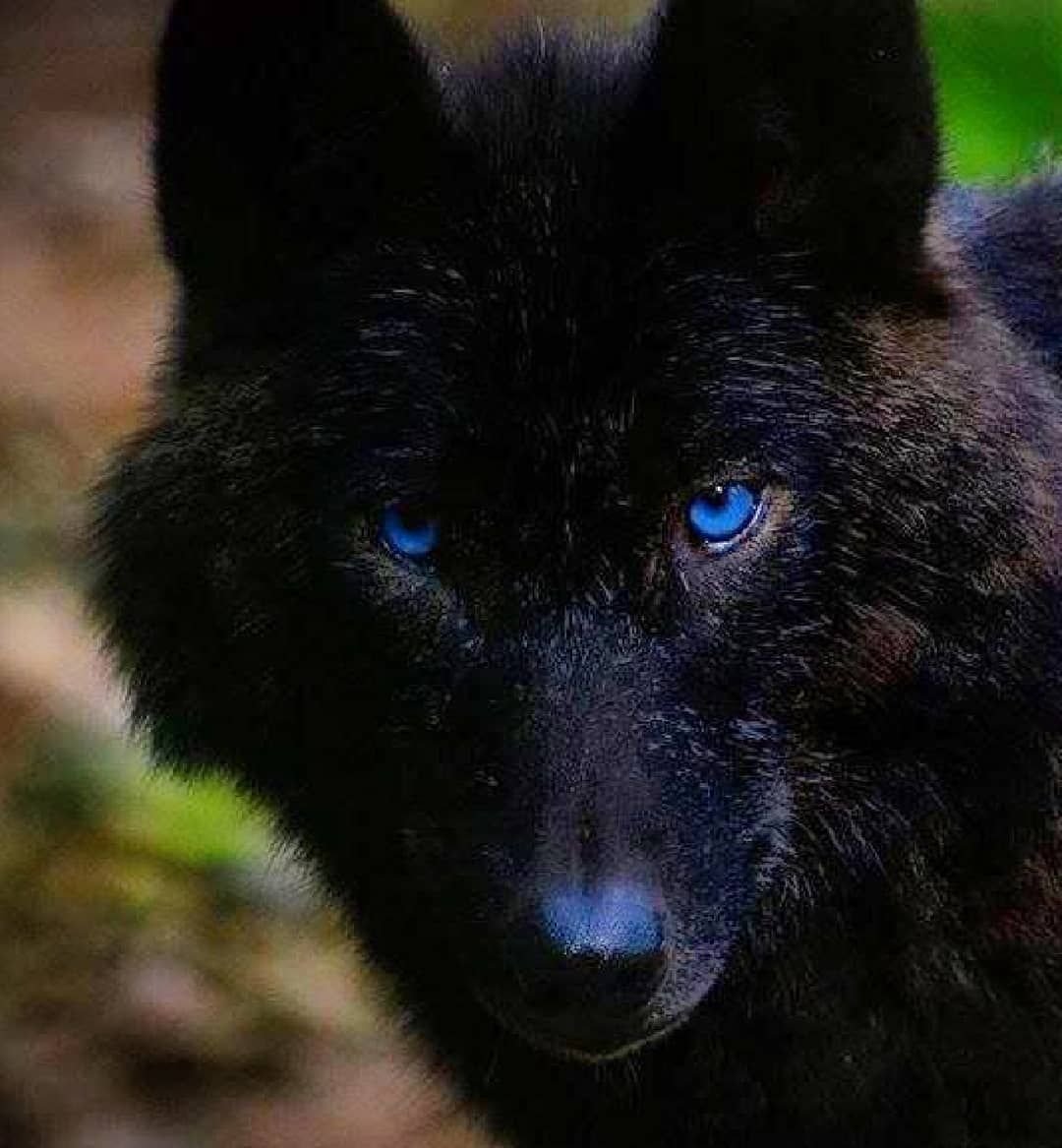 Черный волк с синими глазами