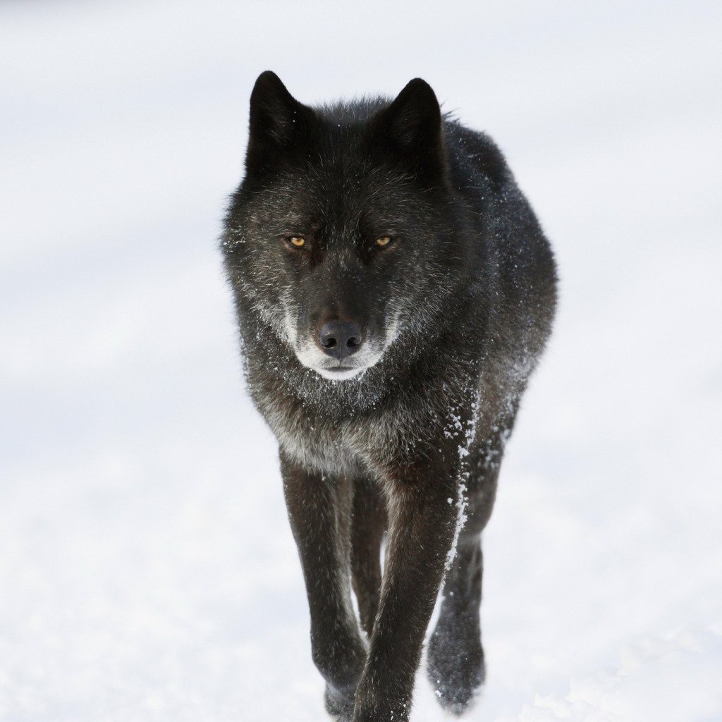 Различия между собакой и волком
