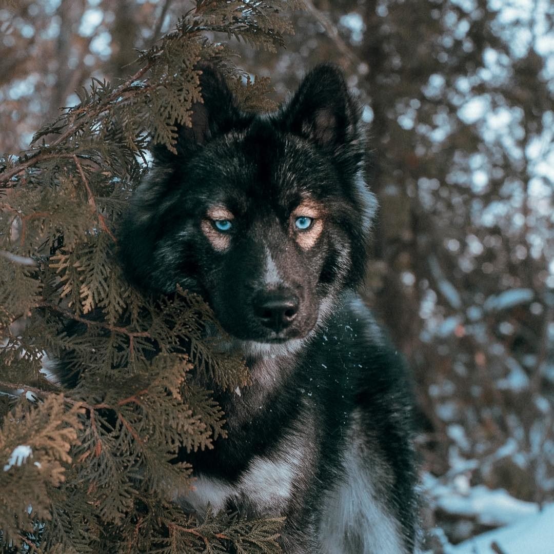 Волкособ хаски черный
