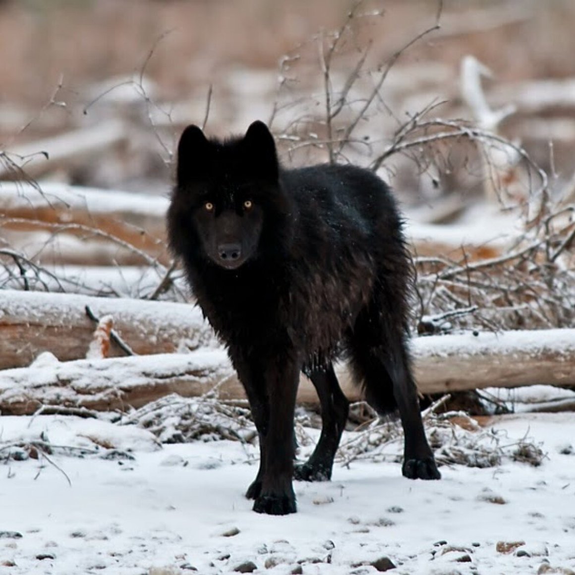 Канадский волк меланист