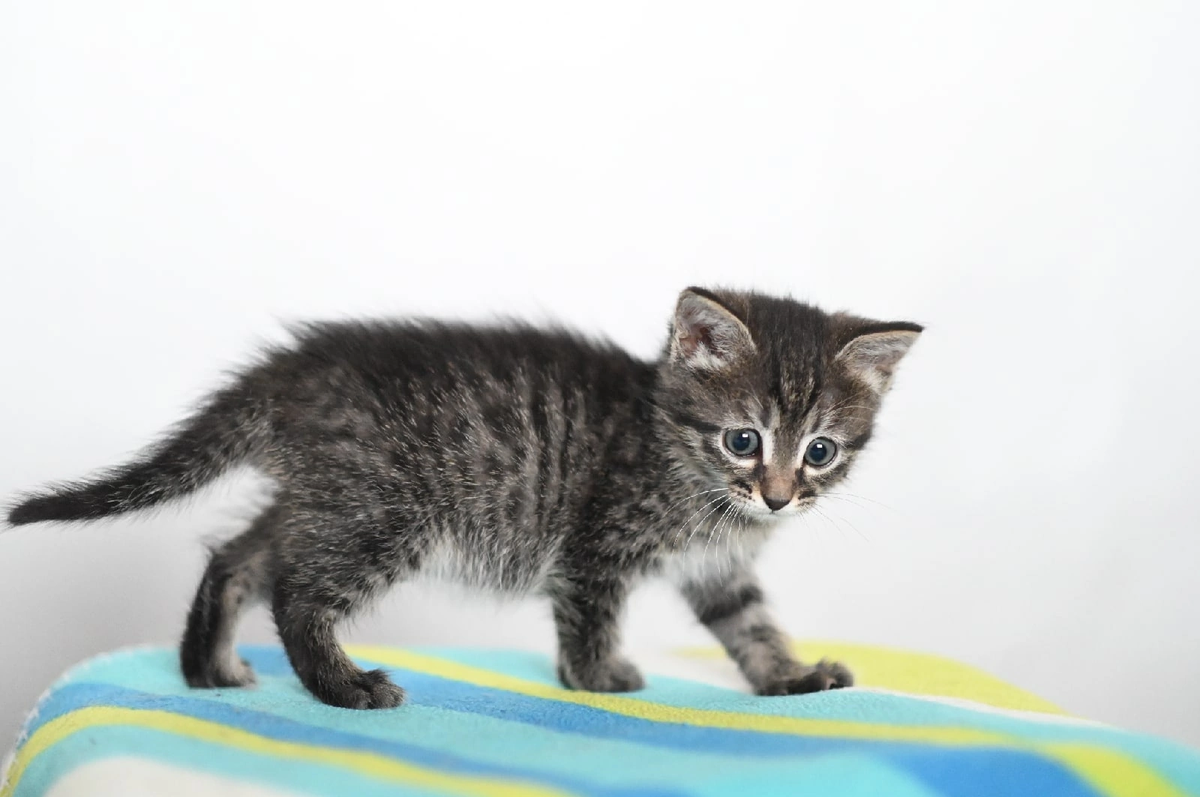 Котенок полтора месяца