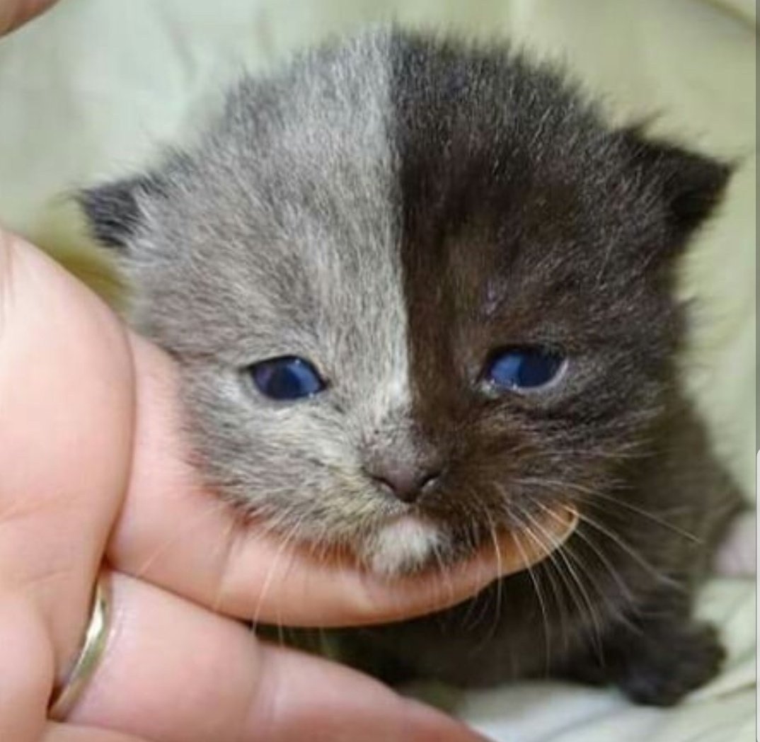 Маленький Беленький котенок