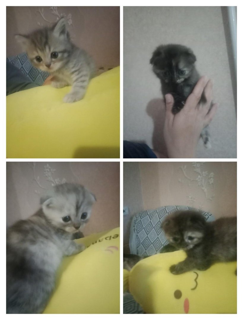 Котенок полтора месяца