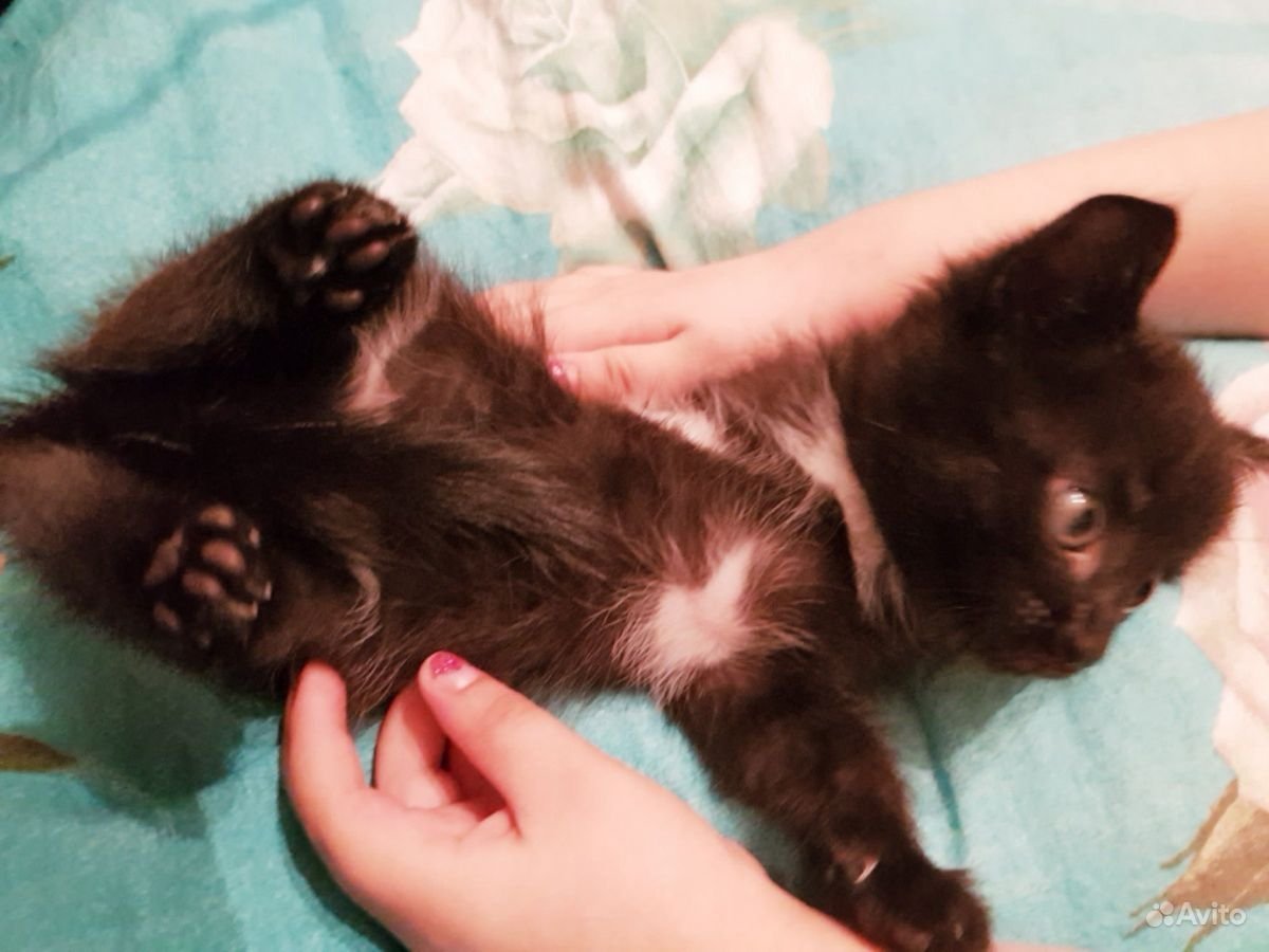 Милые котики