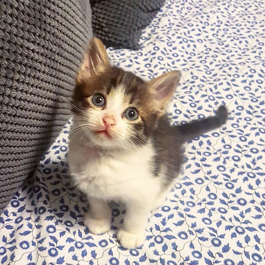 Купить кота Гошу