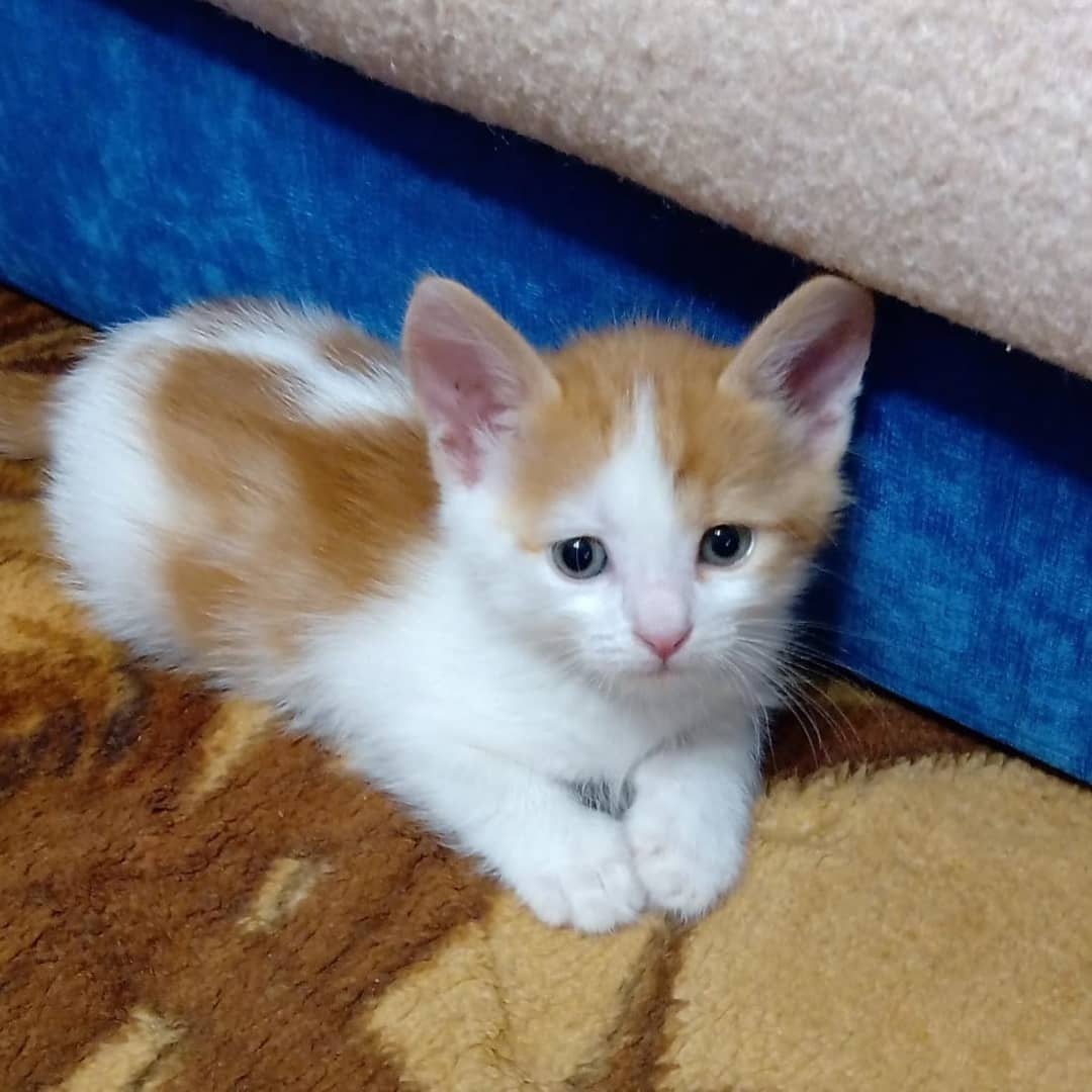 Котенок полтора месяца