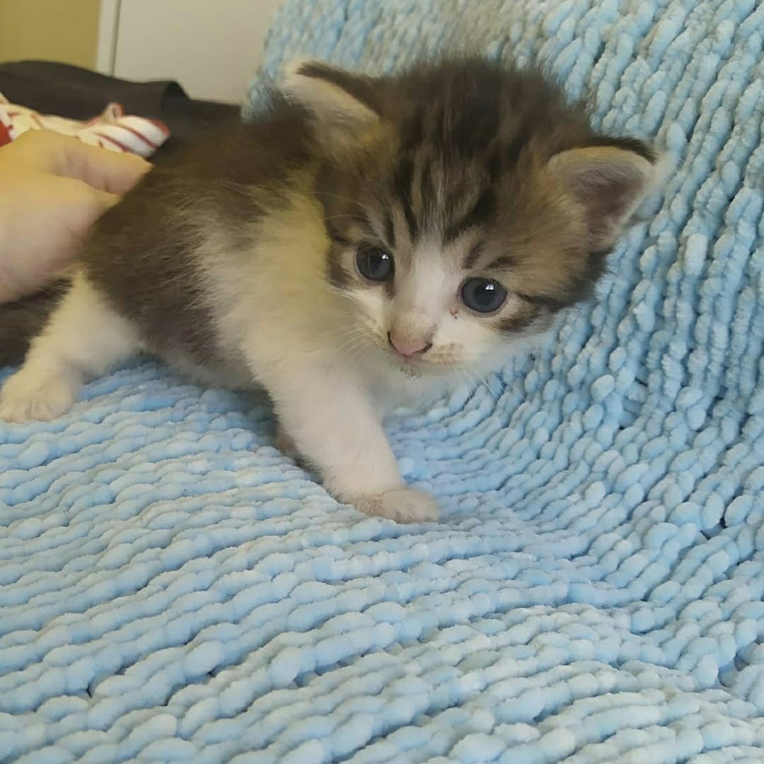 Беспородные котята 2 месяца