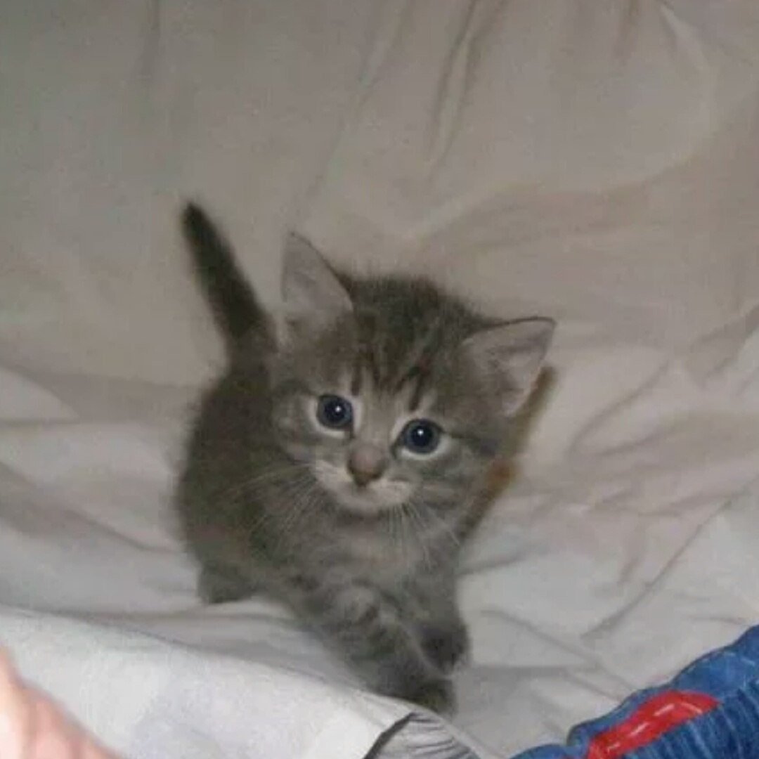 Котенок полтора месяца